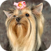 Moving Jewels, Terriers: Photo Collection